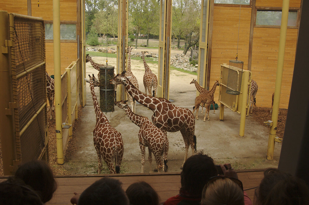 Giraffe House at Blijdorp Zoo